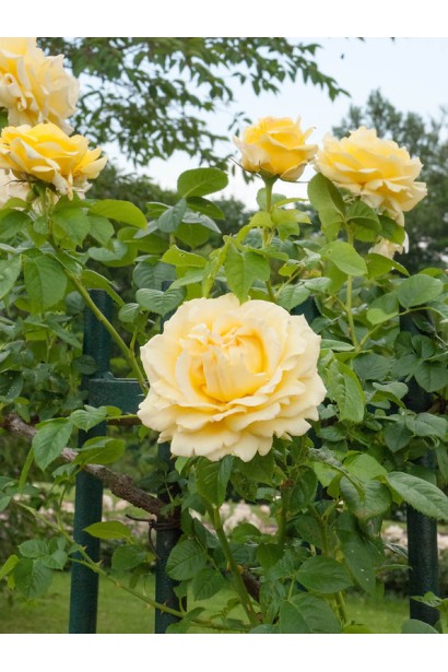 Квітуча гілка троянди ‘Сірано де Бержерак’ у саду